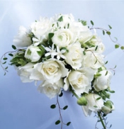 �o���V���[�g�L���X�P�[�h�u�[�P001